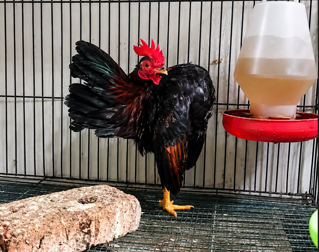 Ayam Serama Jantan Muda (Peranakan Rinting)