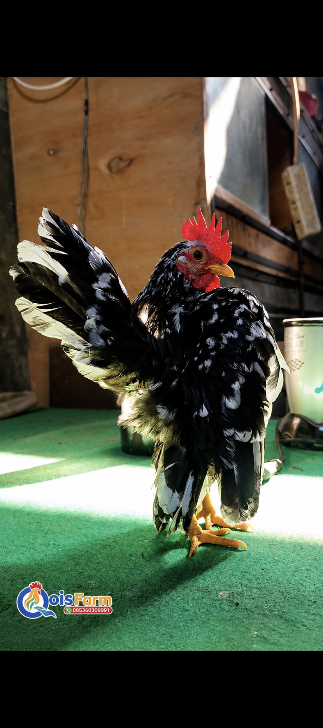 Ayam Serama Jantan Muda (Peranakan Rinting)