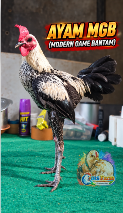 Ayam MGB