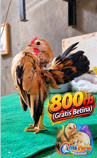 Sepasang Anak Ayam Kuning