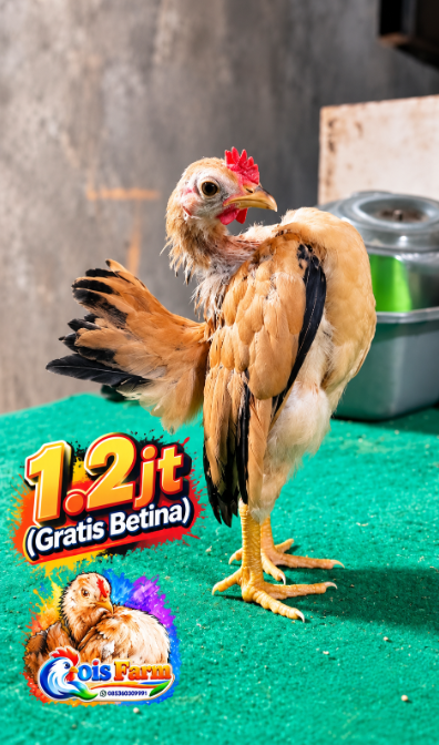 free betina, anak ayam selam kuning