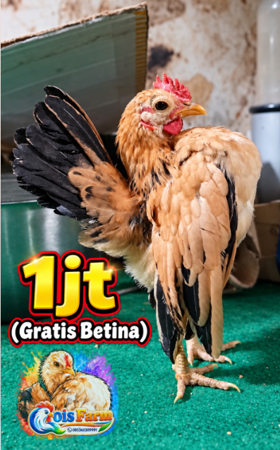 Anak ayam jantan