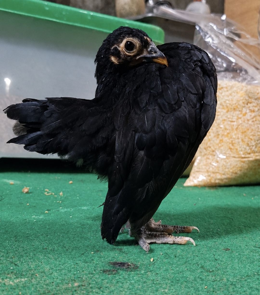 Anak Betina (Hitam Selam)