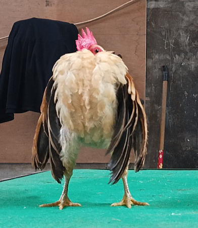 Ayam Serama Muda Line MGN