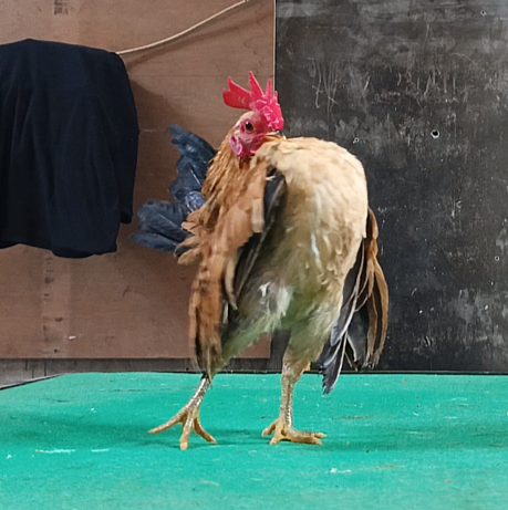 Ayam Serama Muda Line MGN