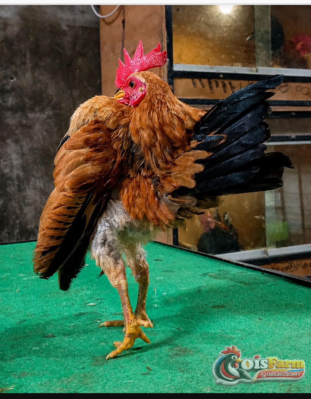 Ayam Serama Muda Line MGN
