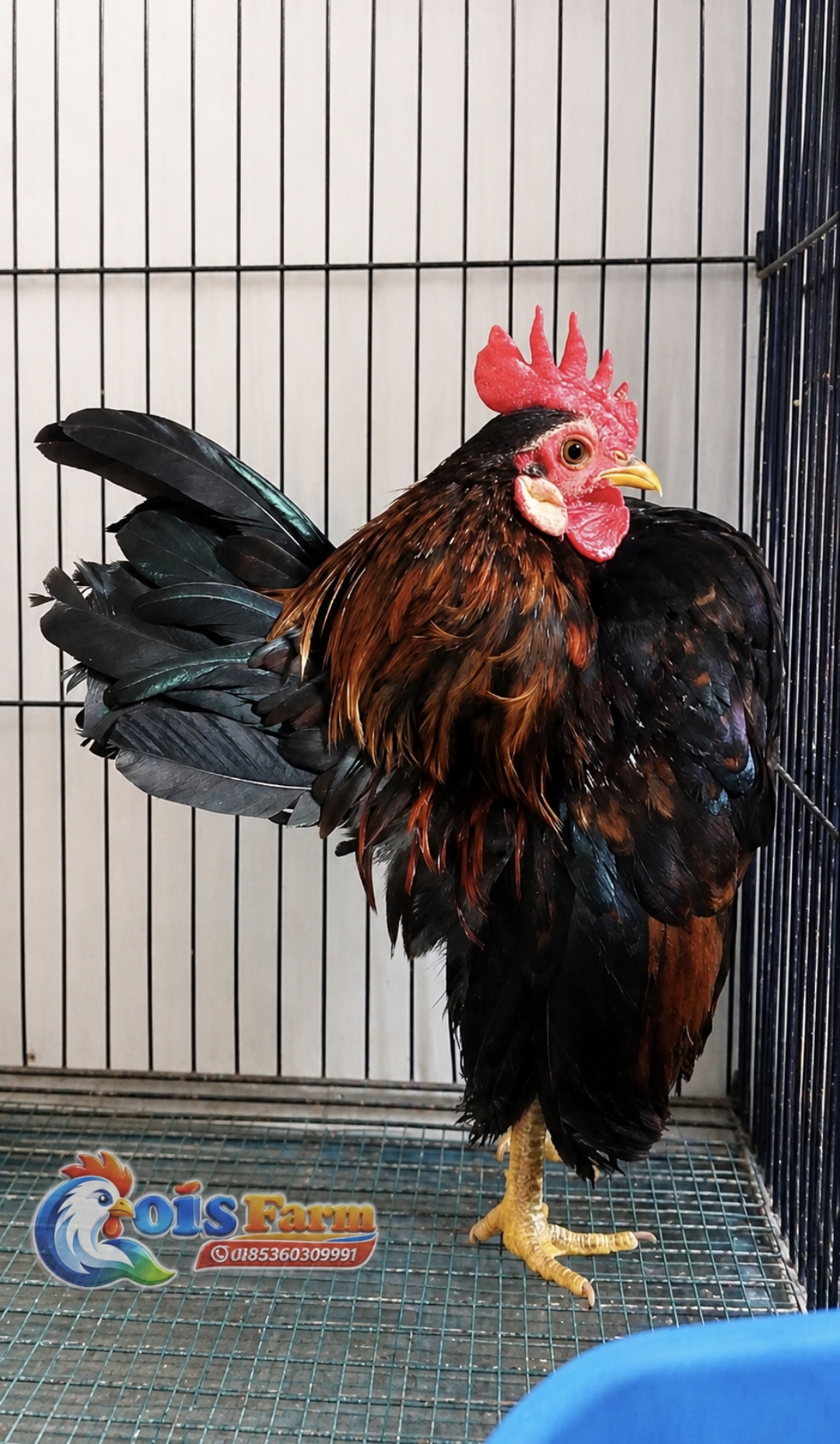Jantan Muda