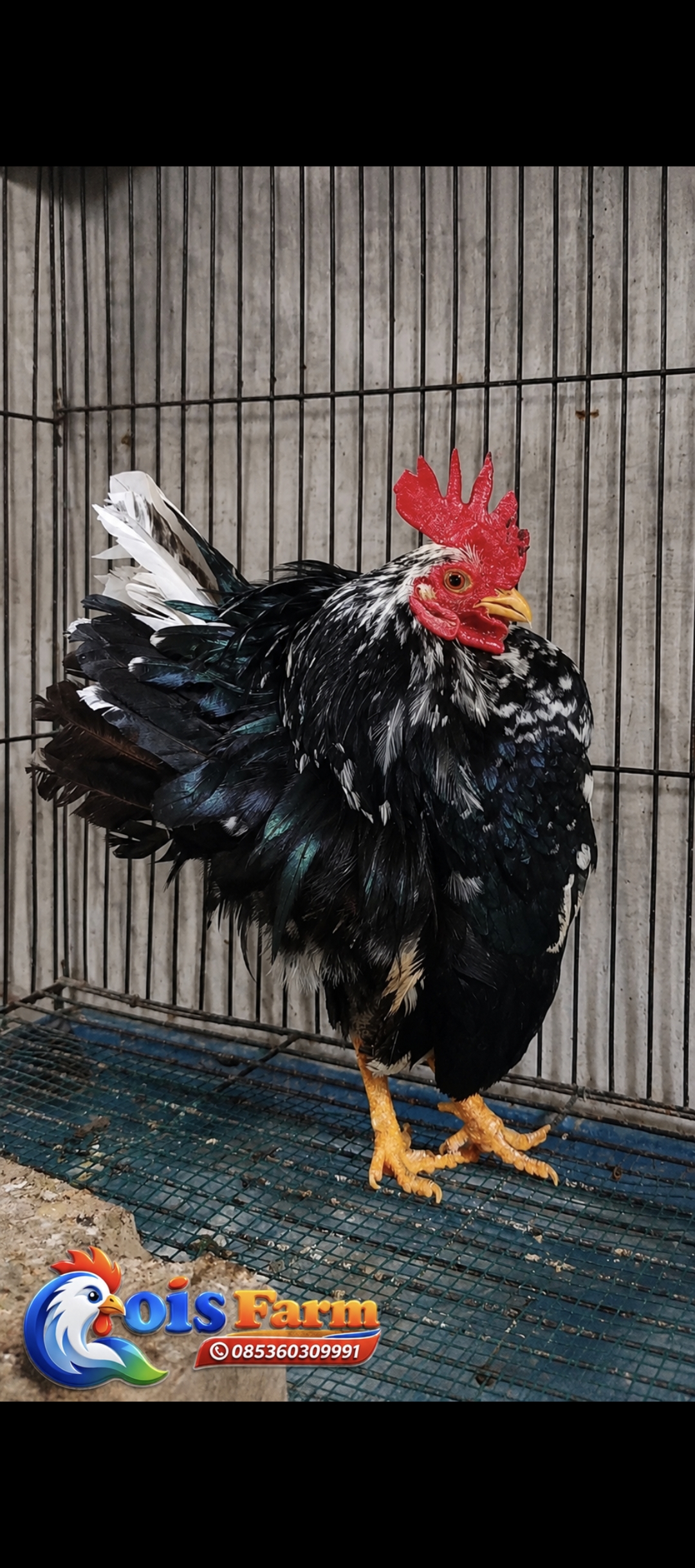 Ayam Serama Rinting Murai