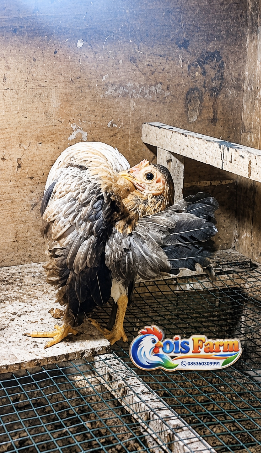 Anak Ayam Betina Selam