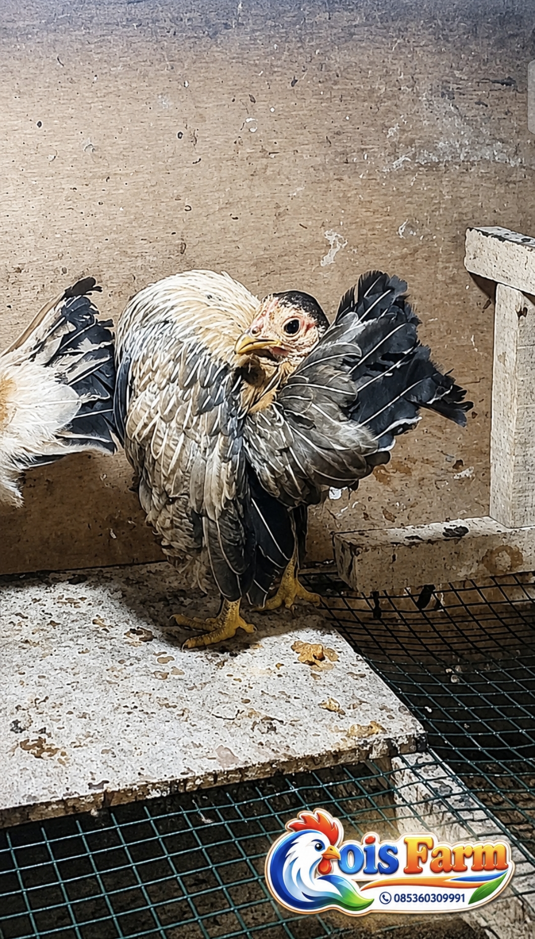 Anak Ayam Betina Selam
