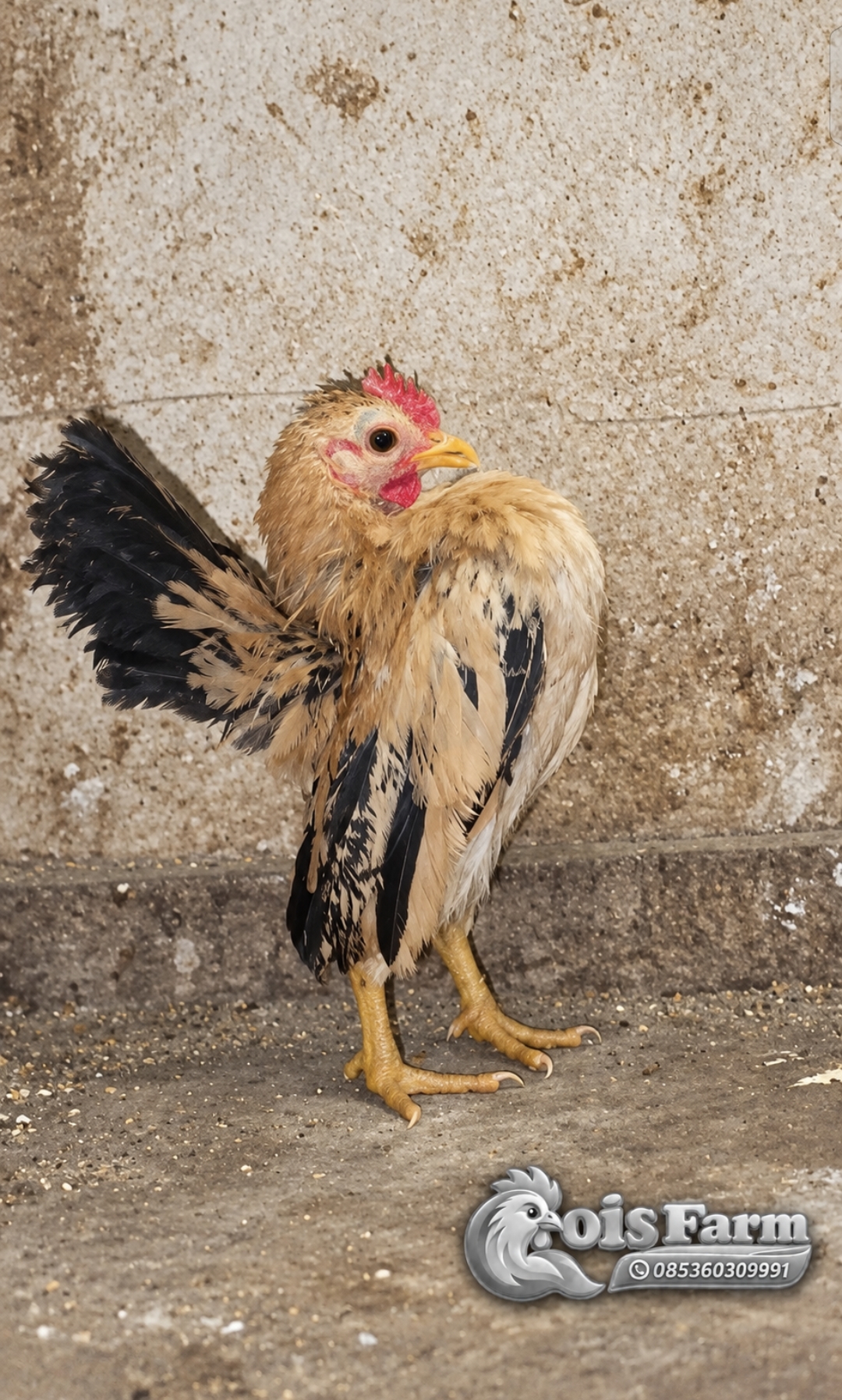Anak ayam jantan