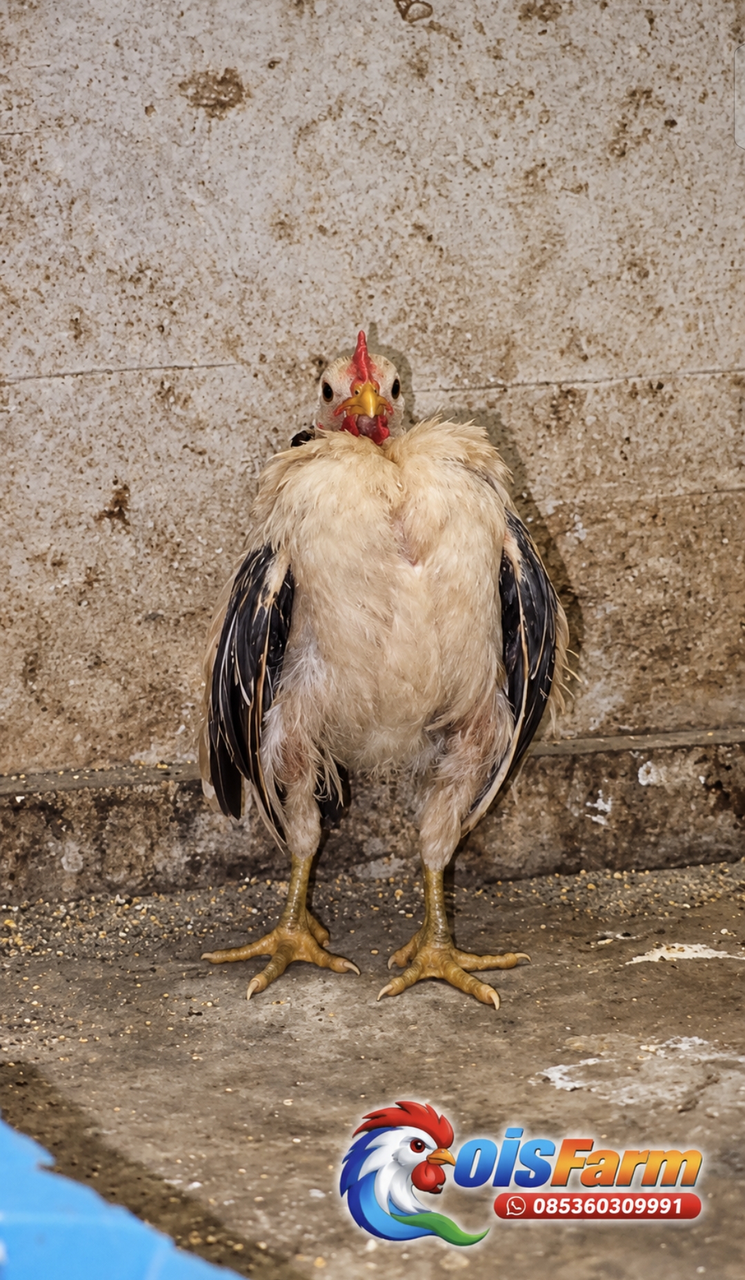 Anak ayam jantan