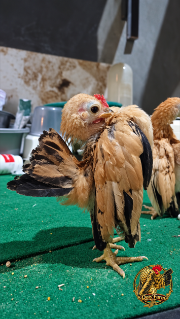 free betina, anak ayam selam kuning