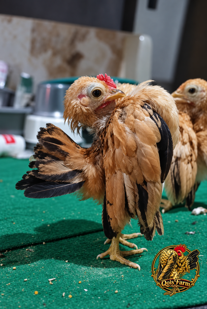 free betina, anak ayam selam kuning