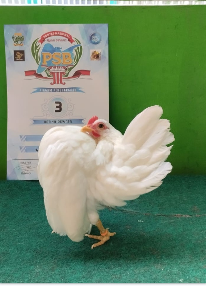 Promo Ayam Serama Unggulan